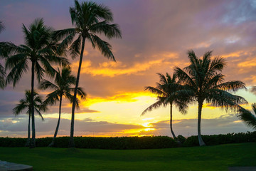 Sunset Palm Trees