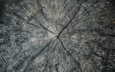 Fototapeta premium STUMP