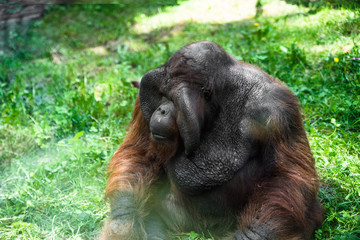 orangutan