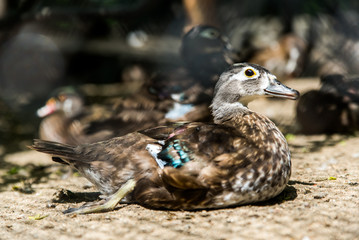 duck