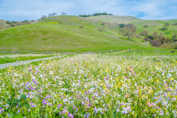 California Plants