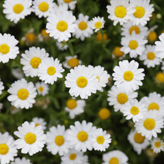 Marguerite flowers background