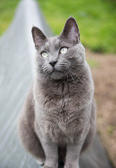 Large Short Haired Cat Hanging Out in Backyard