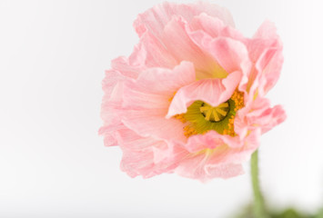 Soft Pink Flower of Iceland Poppy Flower