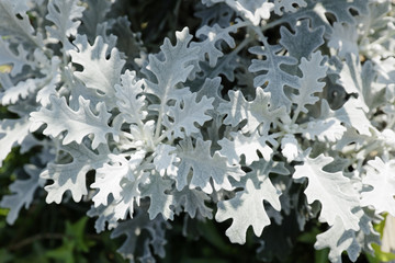 dusty miller background