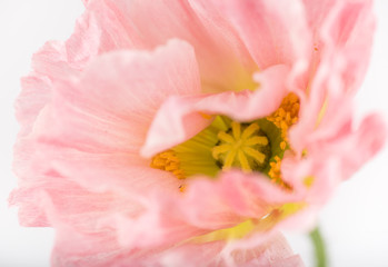 Fototapeta na wymiar Soft Pink Flower of Iceland Poppy Flower