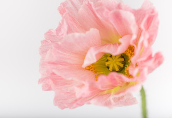 Soft Pink Flower of Iceland Poppy Flower