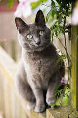 Gray Cat Sitting on Patio Watching Birds