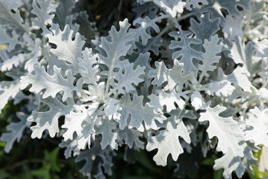 dusty miller background
