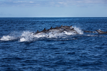 Naklejka premium Pod of dolphins traveling in the ocean