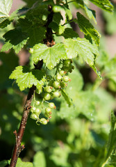 Unripened Red and White Currants Being Watered on Hot Day