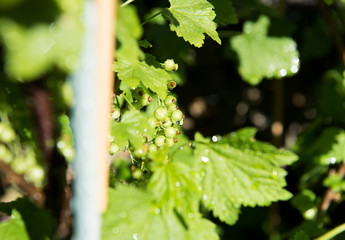 Unripened Red and White Currants Being Watered on Hot Day