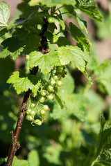 Unripened Red and White Currants Being Watered on Hot Day