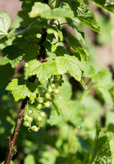 Unripened Red and White Currants Being Watered on Hot Day