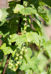 Unripened Red and White Currants Being Watered on Hot Day