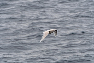 Fototapeta na wymiar Immature Glaucous Gull in Flight