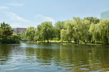 Fototapeta na wymiar Beautiful Views of the Boston Public Garden in Boston, Massachusetts. 