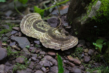 Turkey Tail Mushroom Bracket Fungus Growing in a Virginia Forest