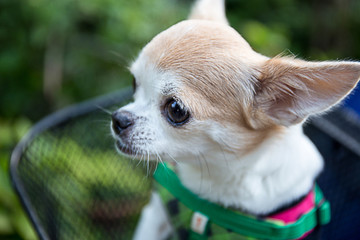 Very soft focus chihuahua dog