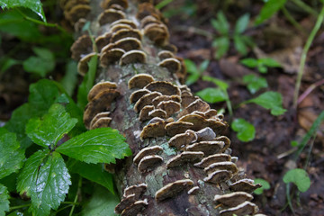 Turkey Tail Mushroom Bracket Fungus Growing in a Virginia Forest
