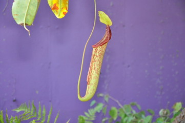 sarracenia
