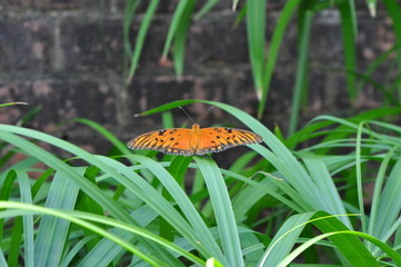 butterfly