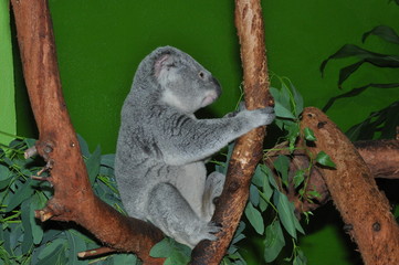 koala
