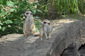 2 meerkats