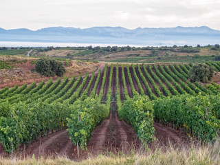 Fototapeta na wymiar View from the vineyard - Poyo de Roldan, La Rioja, Spain