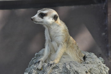 meerkat