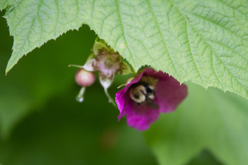 Purple-flowering Raspberry, Thimbleberry - Rubus odoratus being Pollinated by a Bee