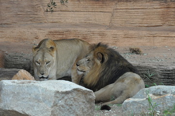 lion and lioness
