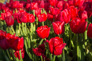red tulips flower