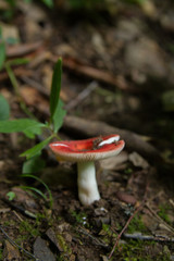 Red Russula Mushroom Growing on the Forest Floor
