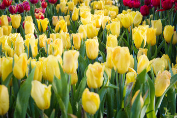 Obraz premium Yellow tulips flower.