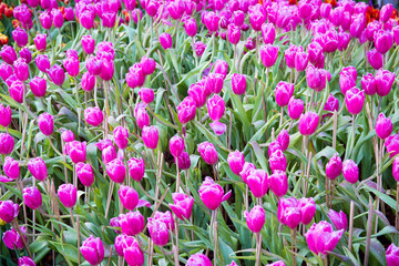 Pink tulip flowers.
