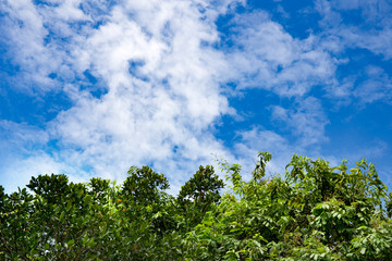 Trees And The Blue Sky