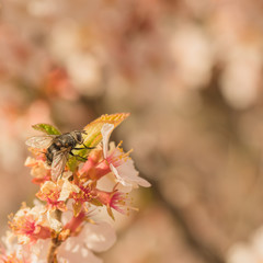 Housefly on Pink Blossoms