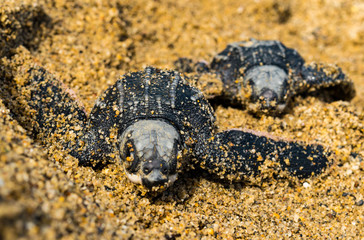 New born leatherback turtles