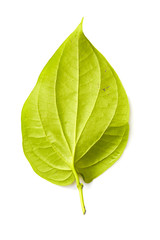 Obraz premium betel leaf tropical leaves on white background