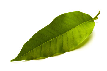 Obraz premium Champaka leaf tropical isolated on white