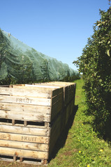 wooden box for fruit picking between rows of apple trees in an orchard