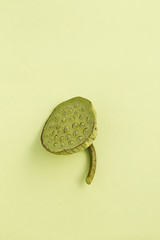 Pods of lotus with seeds on green
