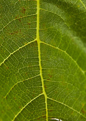 particular of a fig leaf