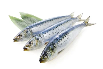 Deurstickers 真鰯　Japanese sardine © Nishihama