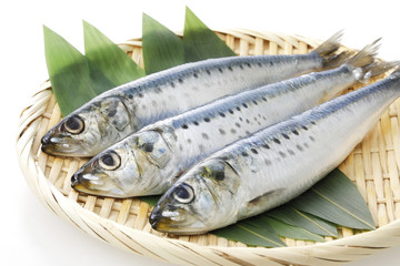 真鰯　Japanese sardine