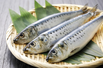 真鰯　Japanese sardine - obrazy, fototapety, plakaty