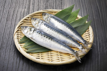 真鰯　Japanese sardine