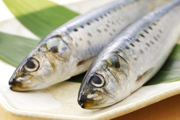 真鰯　Japanese sardine