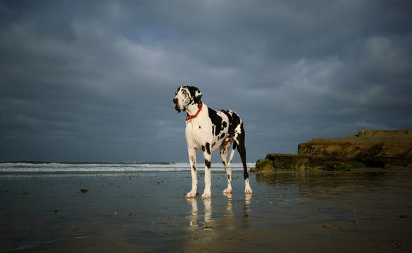 Great Dane dog outdoor portrait standing on beach 